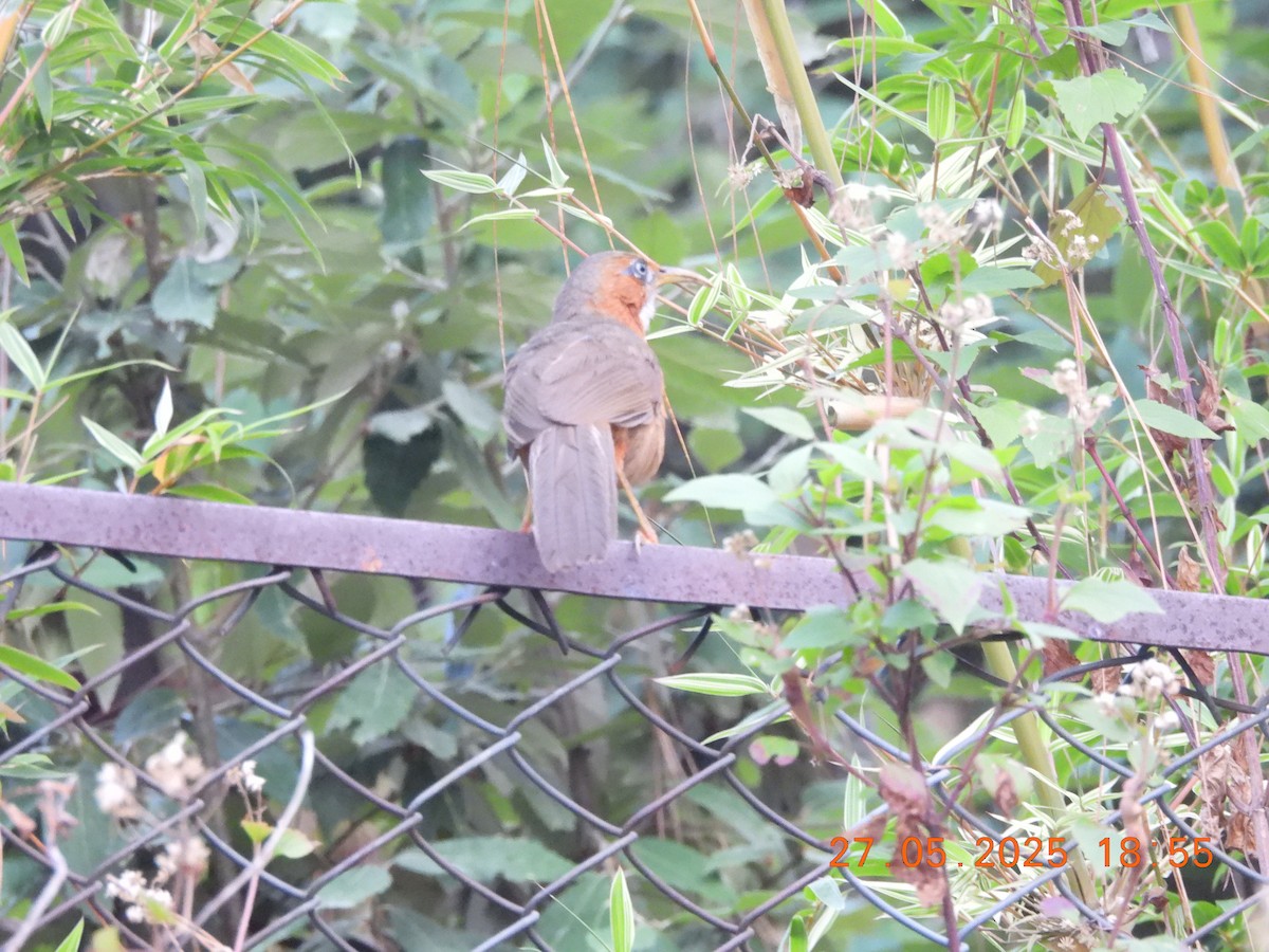 Rusty-cheeked Scimitar-Babbler - ML638021913