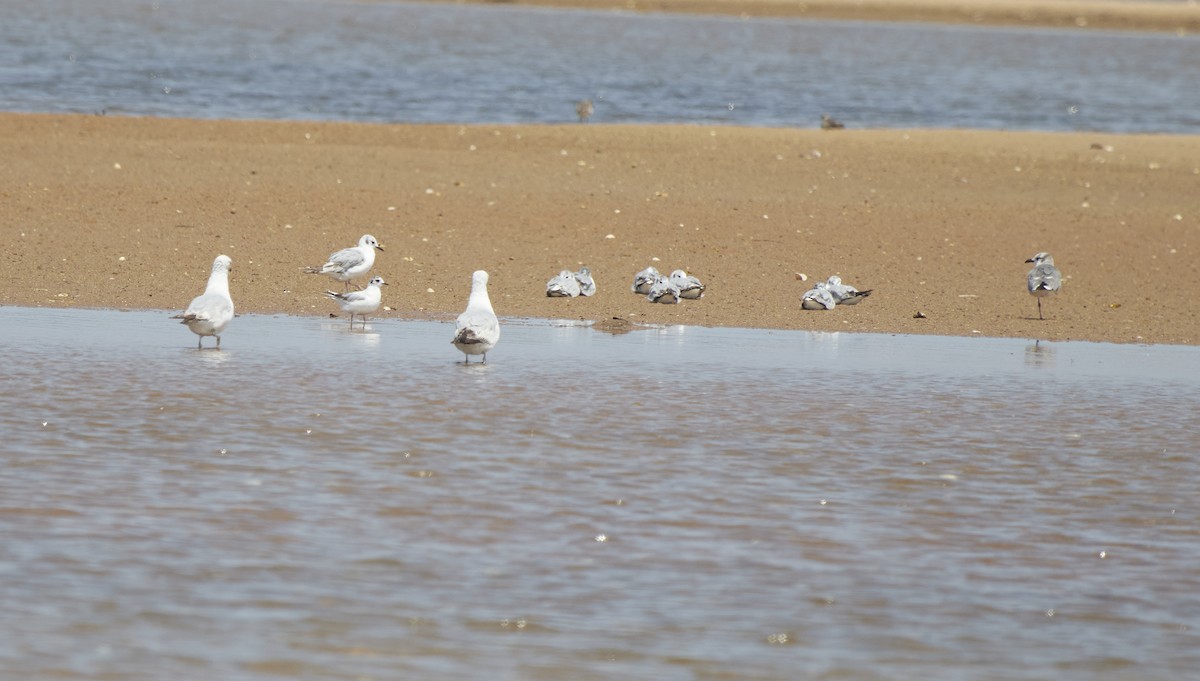 Little Gull - ML638021920