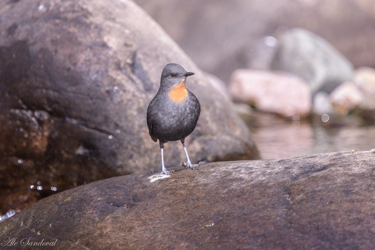 Rufous-throated Dipper - ML638021925