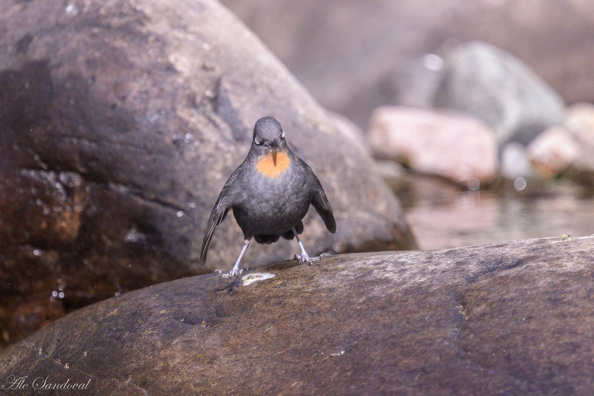Rufous-throated Dipper - ML638021926