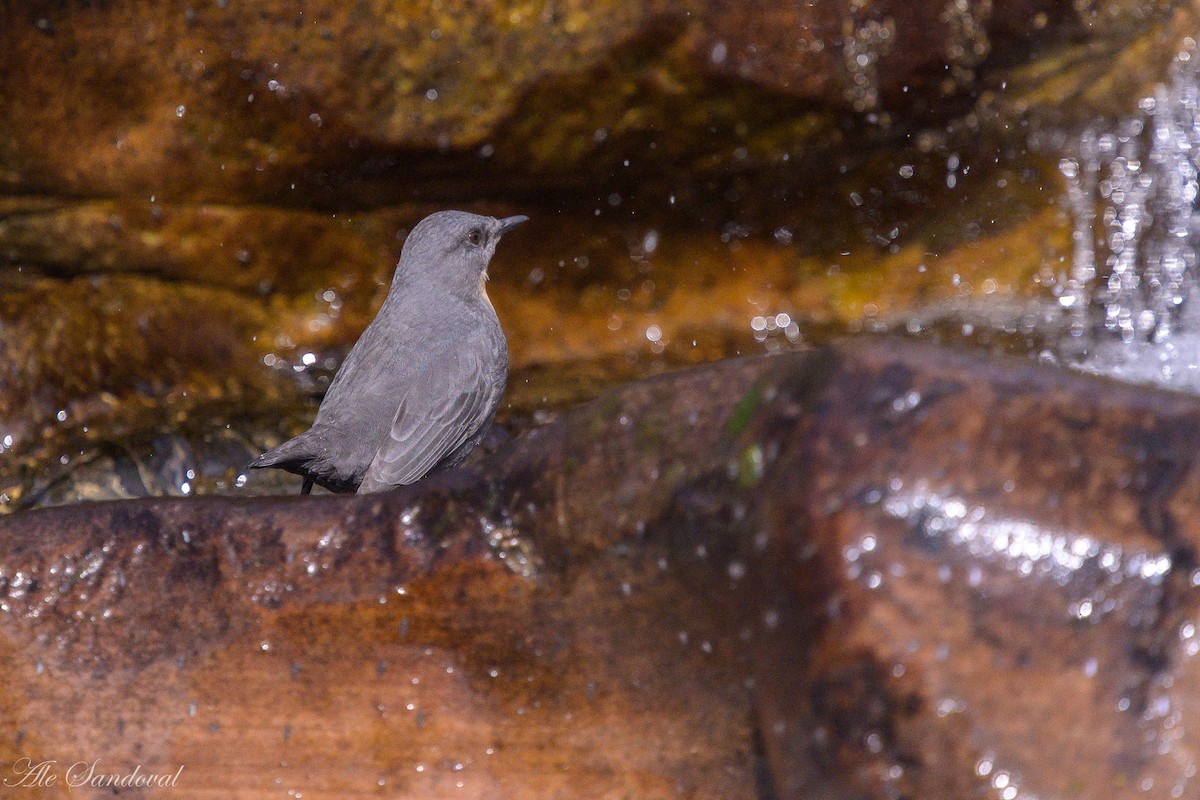 Rufous-throated Dipper - ML638021927