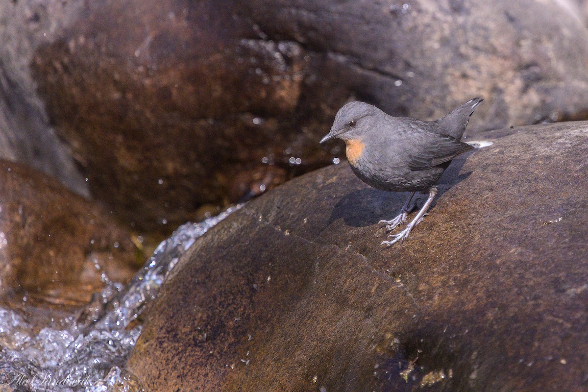 Rufous-throated Dipper - ML638021928
