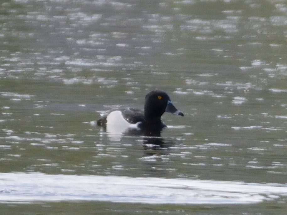 Ring-necked Duck - ML638021935