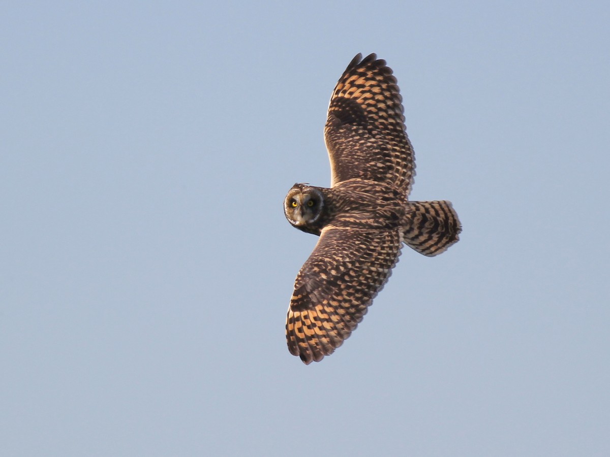 Short-eared Owl - ML638021939