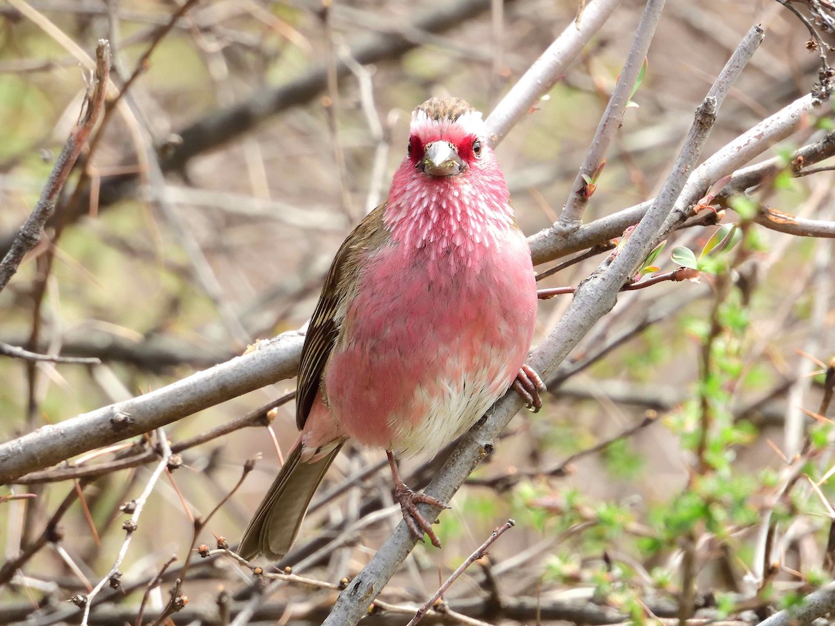 Chinese White-browed Rosefinch - ML638021943