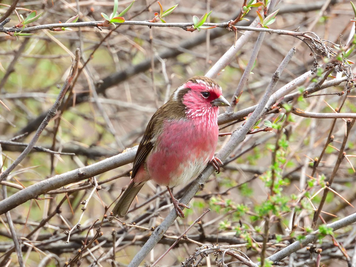 Chinese White-browed Rosefinch - ML638021944