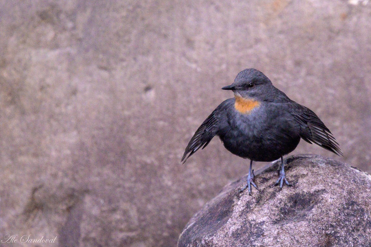Rufous-throated Dipper - ML638021965