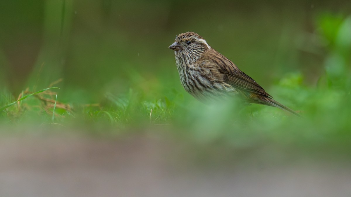 Chinese White-browed Rosefinch - ML638021969