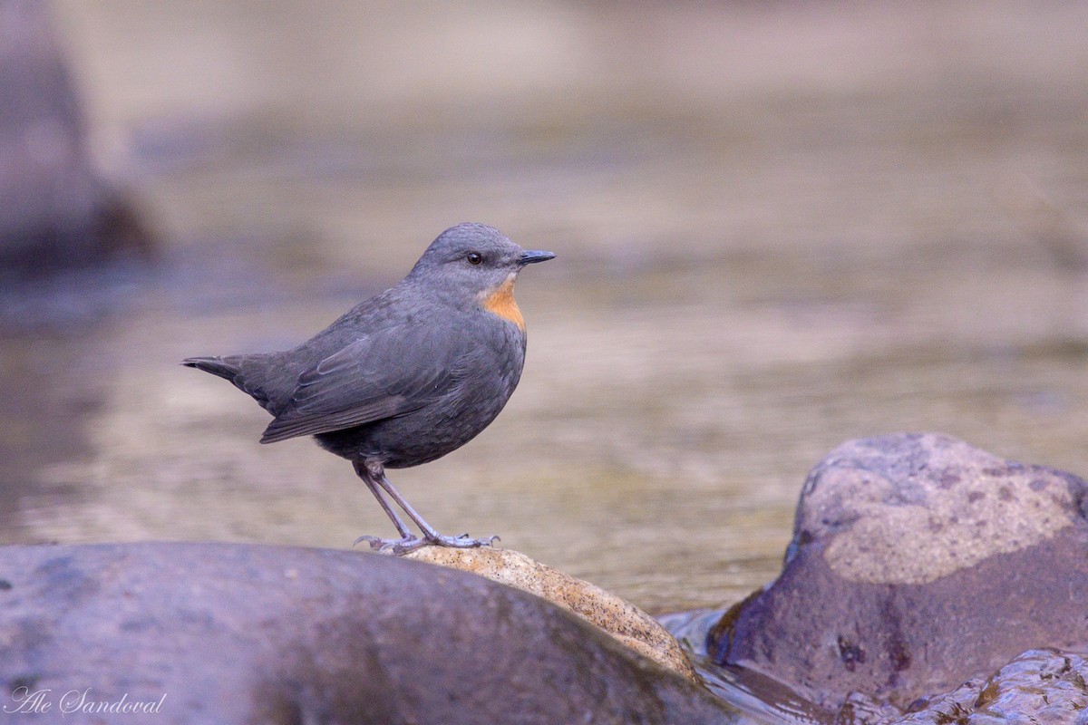 Rufous-throated Dipper - ML638021978