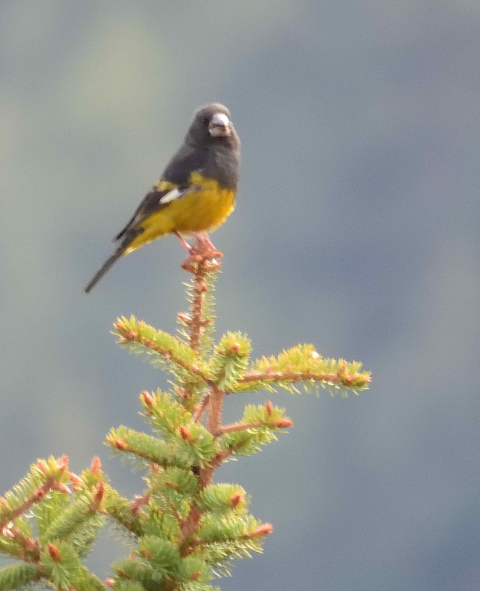 White-winged Grosbeak - ML638021979