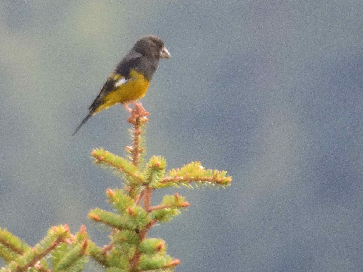White-winged Grosbeak - ML638021980