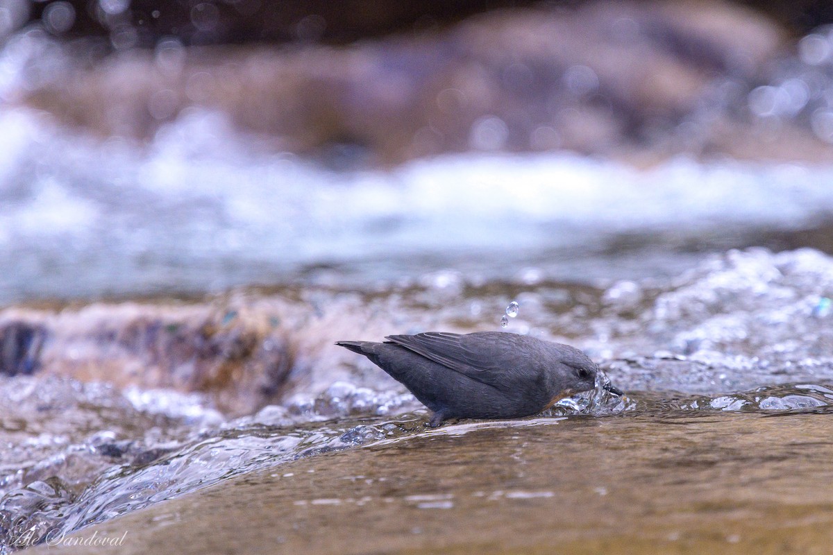 Rufous-throated Dipper - ML638021988