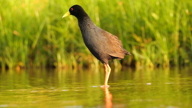 Black Crake - ML638022004