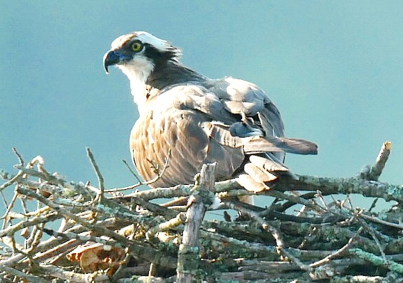 Osprey - ML638022010