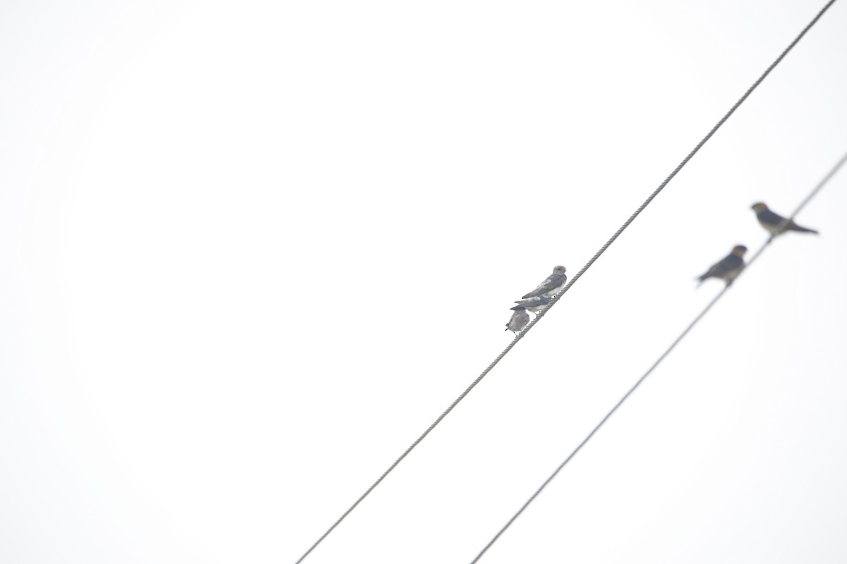 Streak-throated Swallow - ML638022013