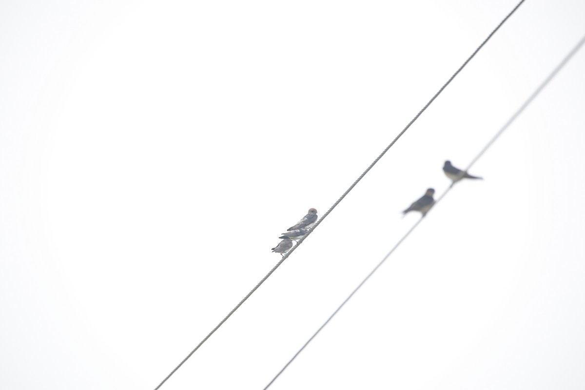 Streak-throated Swallow - ML638022014