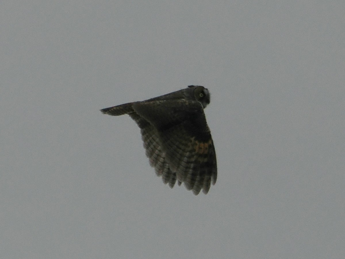 Long-eared Owl (American) - ML638022019