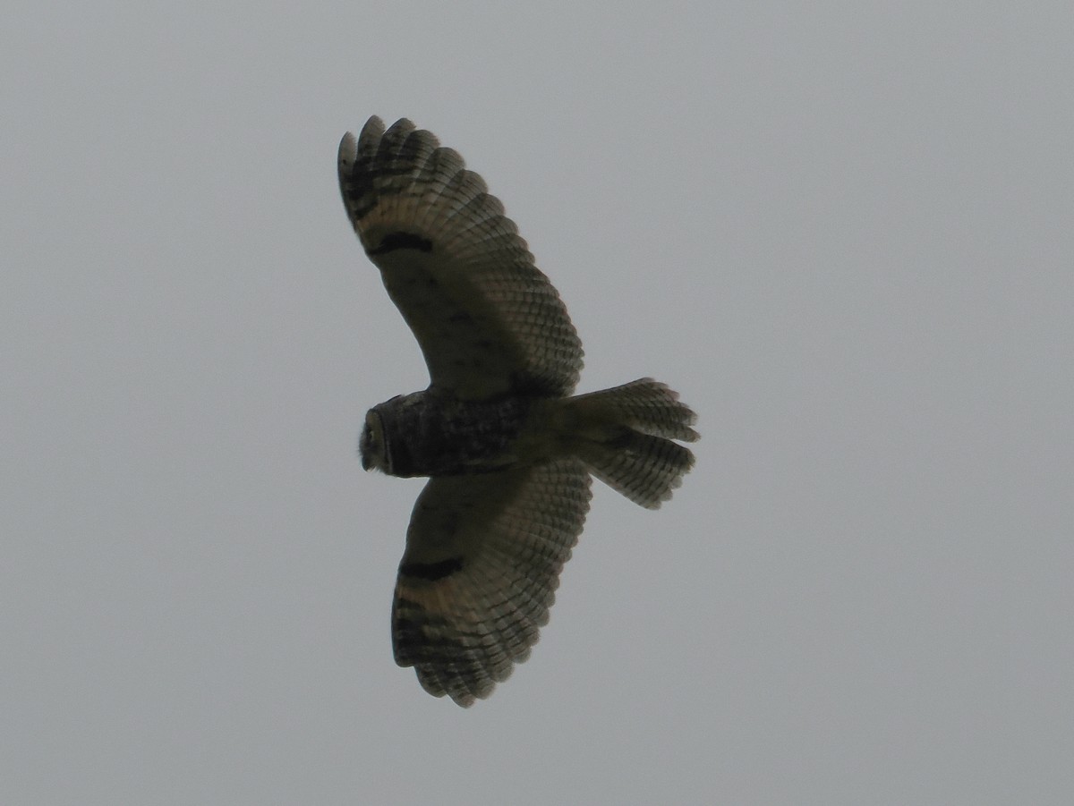 Long-eared Owl (American) - ML638022021