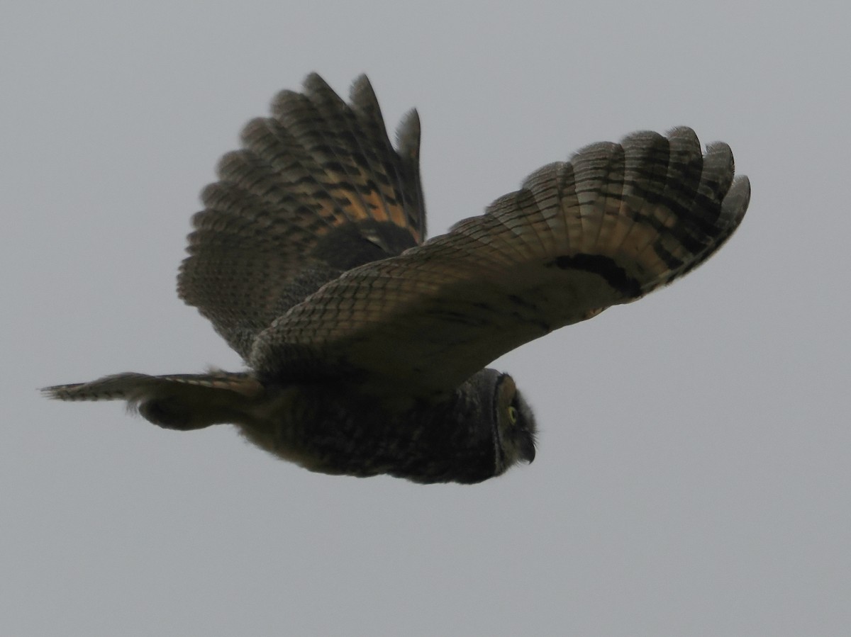Long-eared Owl (American) - ML638022022