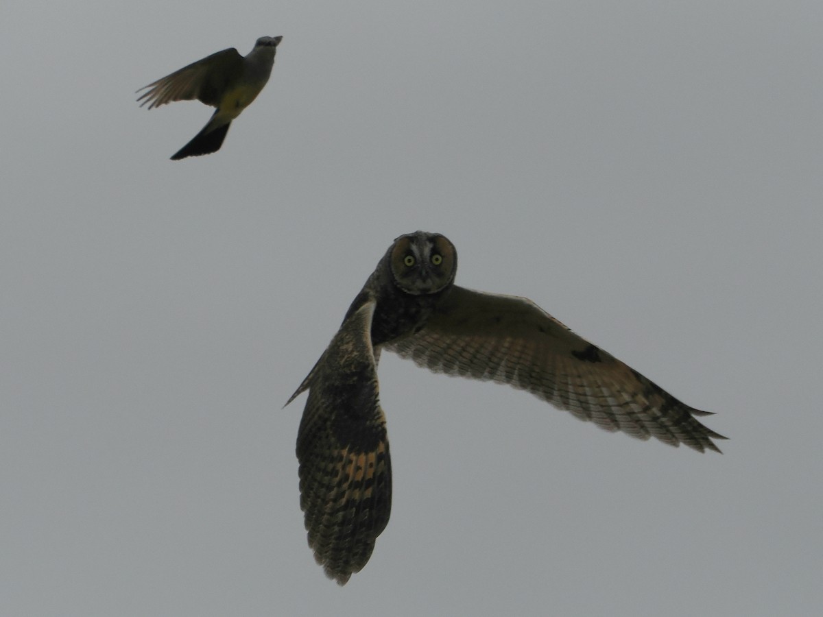 Long-eared Owl (American) - ML638022023