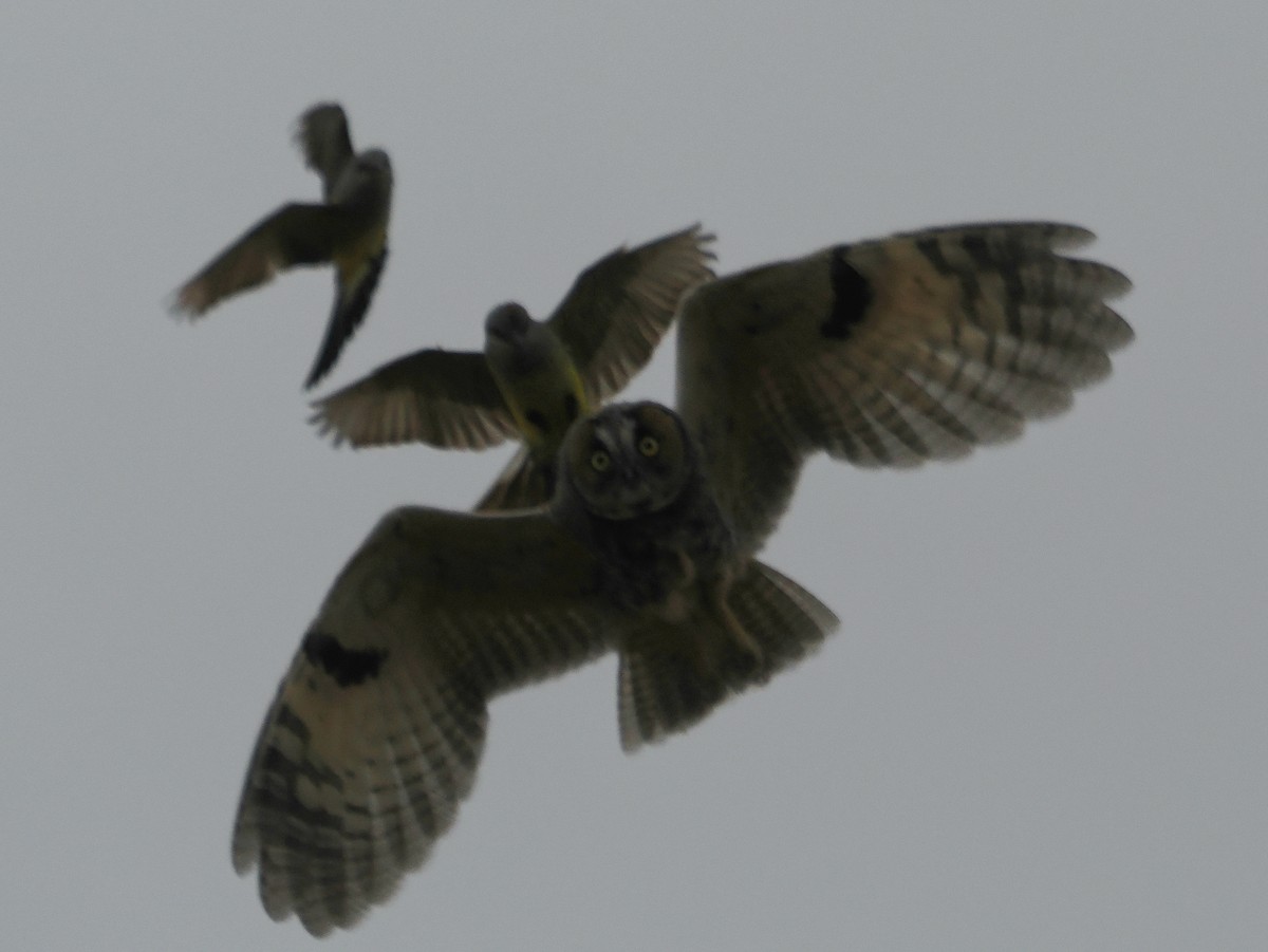 Long-eared Owl (American) - ML638022024