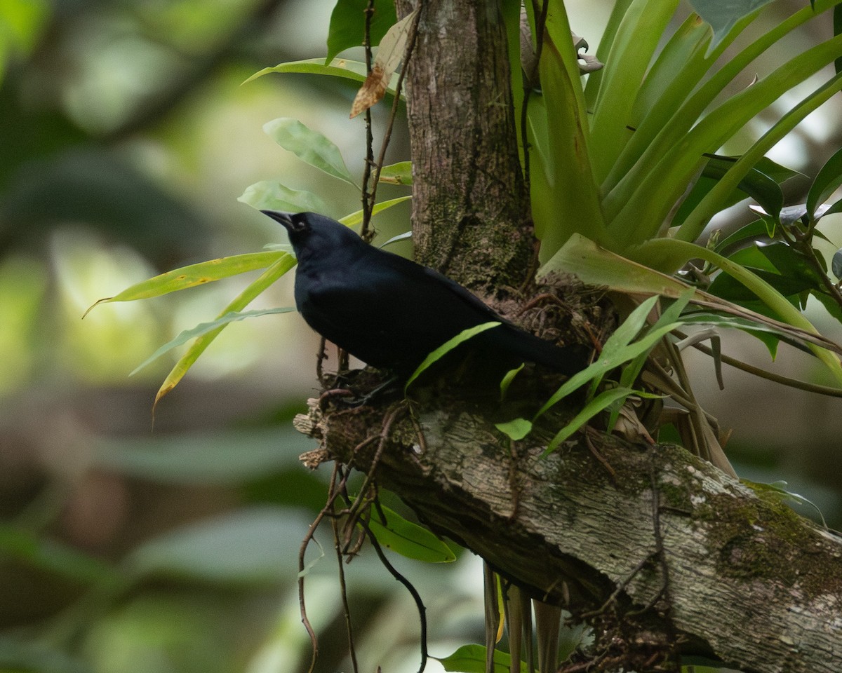 jamaicatrupial - ML638022050