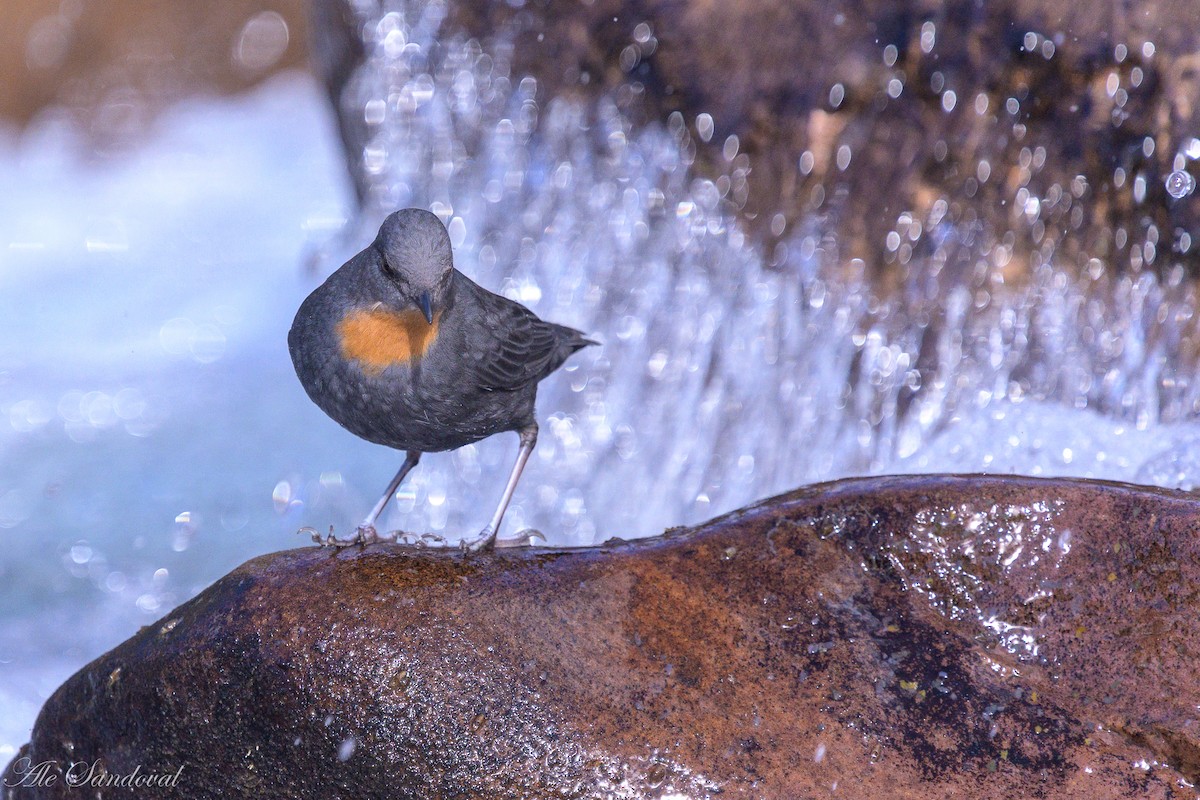 Rufous-throated Dipper - ML638022054