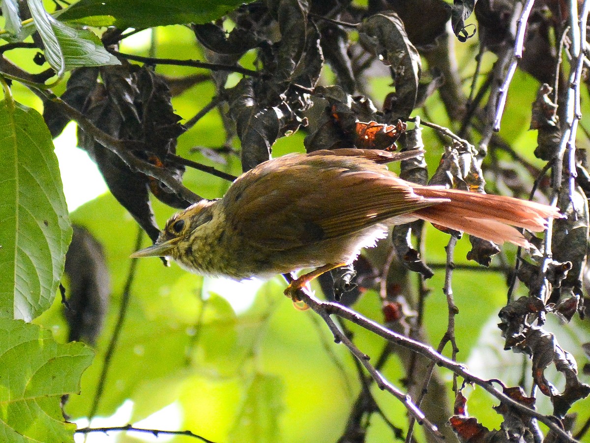 Scaly-throated Foliage-gleaner - ML638022058