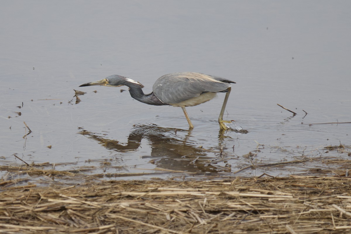 Tricolored Heron - ML638022094
