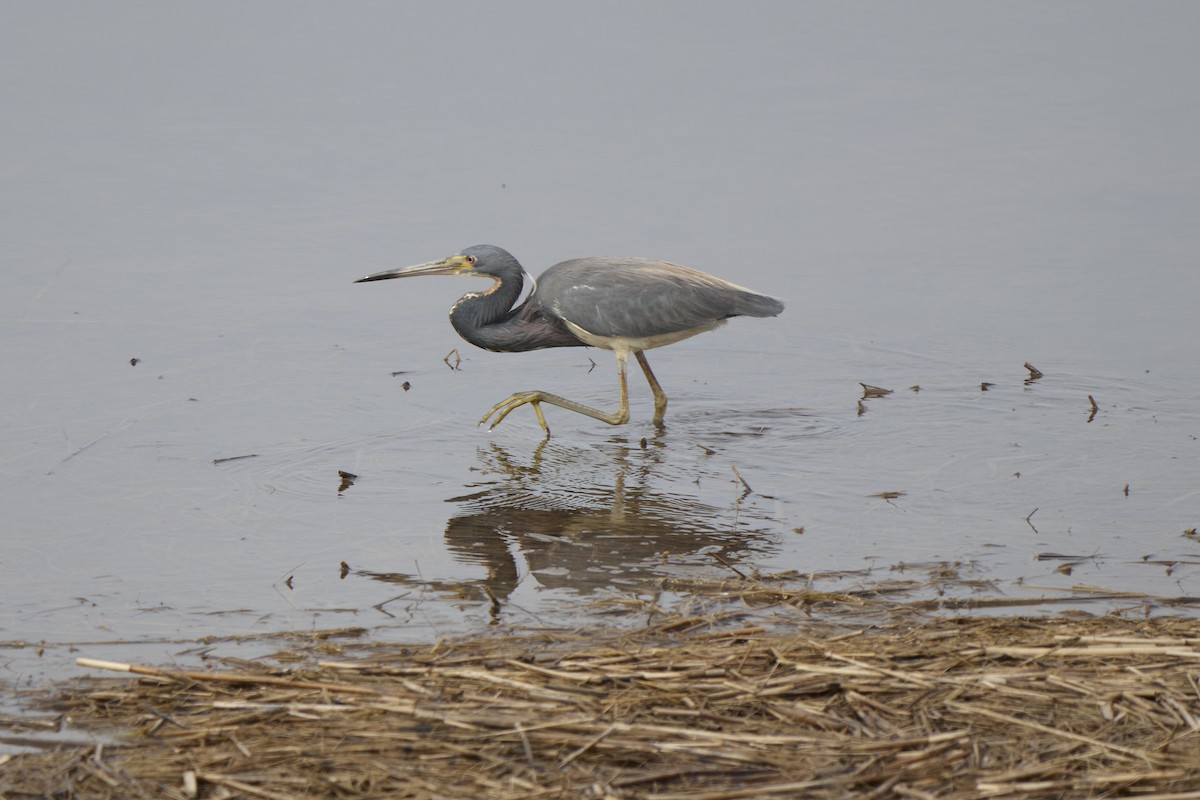 Tricolored Heron - ML638022095