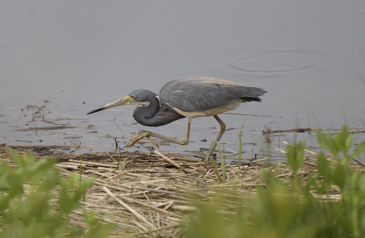 Tricolored Heron - ML638022096