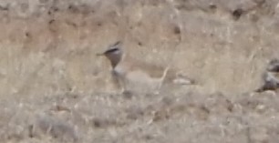 Mountain Plover - ML638022132