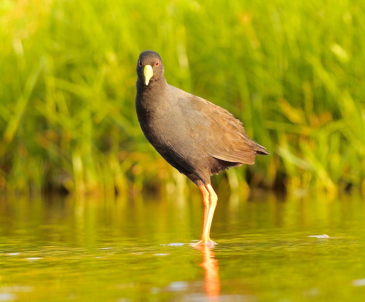 Black Crake - ML638022136