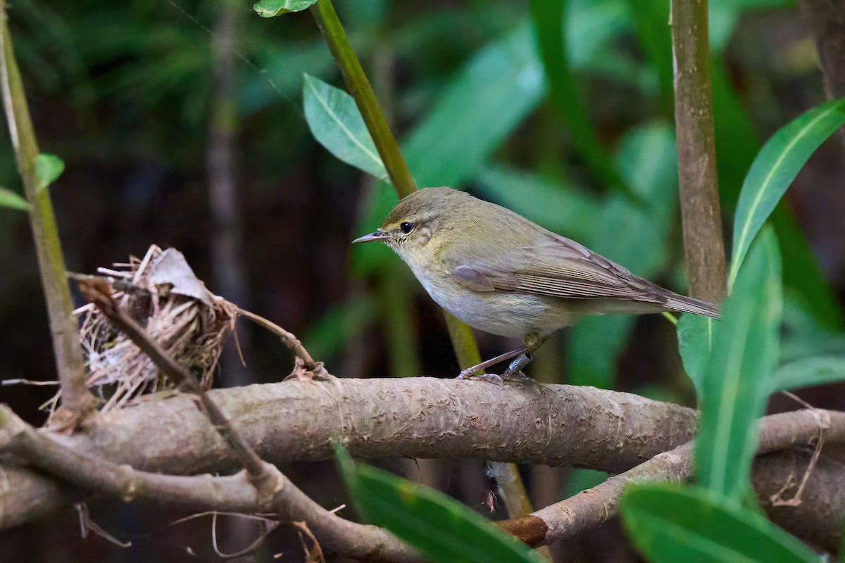 Iberian Chiffchaff - ML638022254