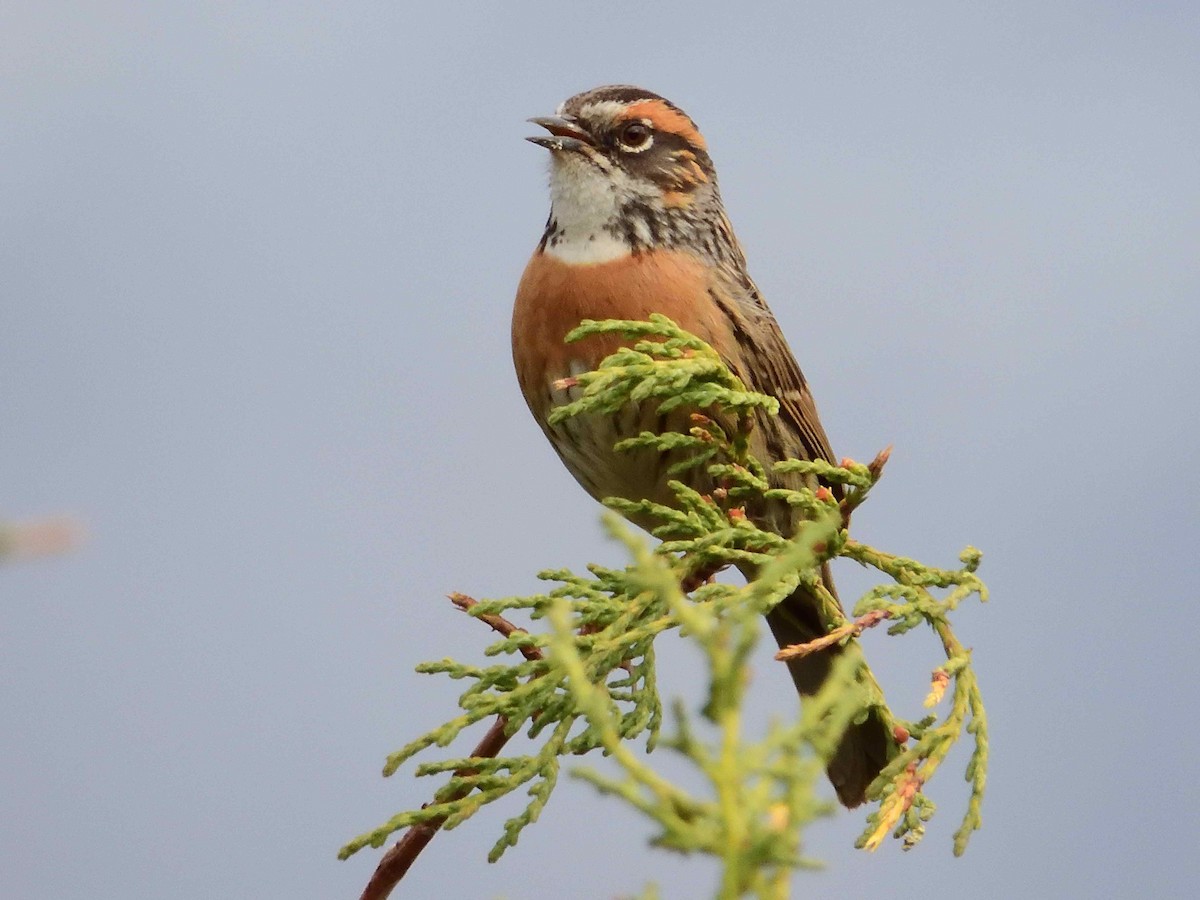 Rufous-breasted Accentor - ML638022279