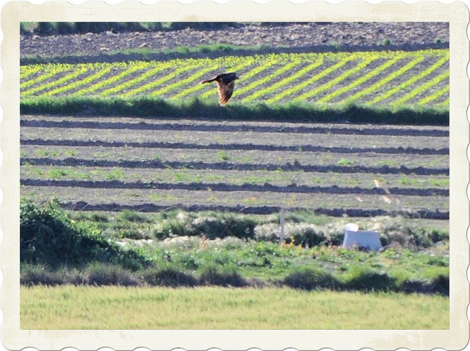 Western Marsh Harrier - ML638022282