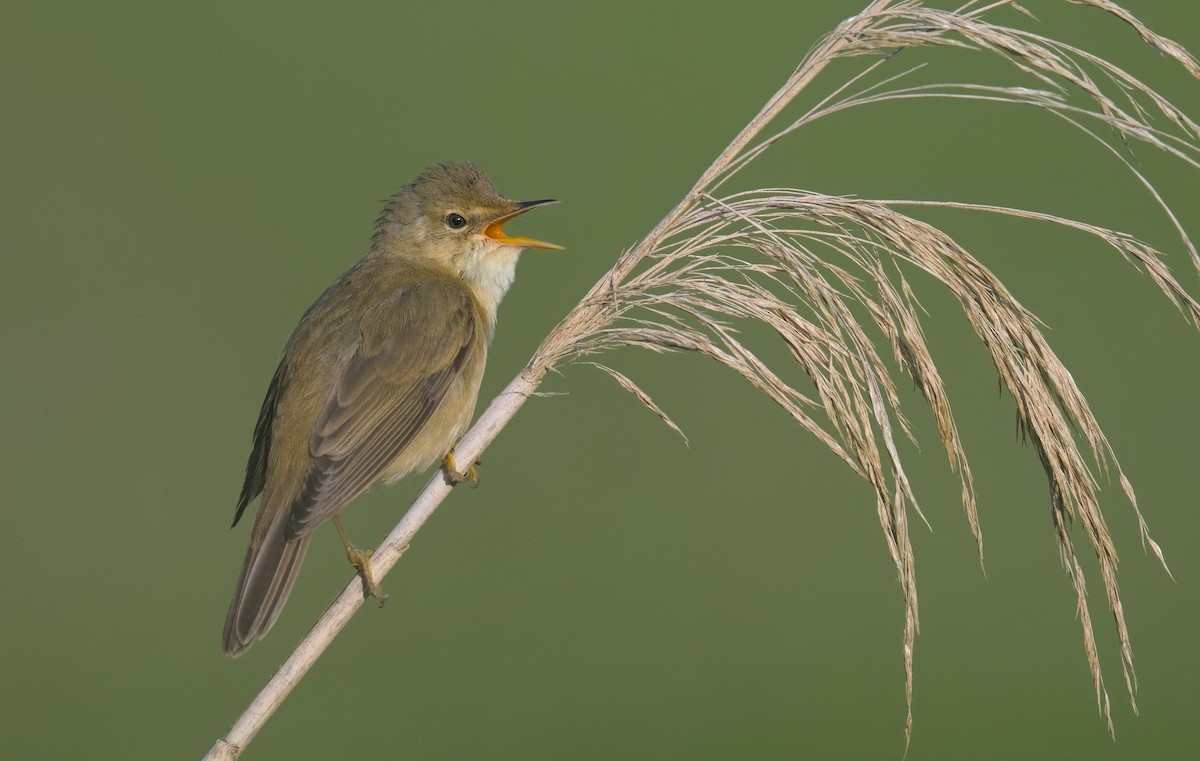 Marsh Warbler - ML638022304