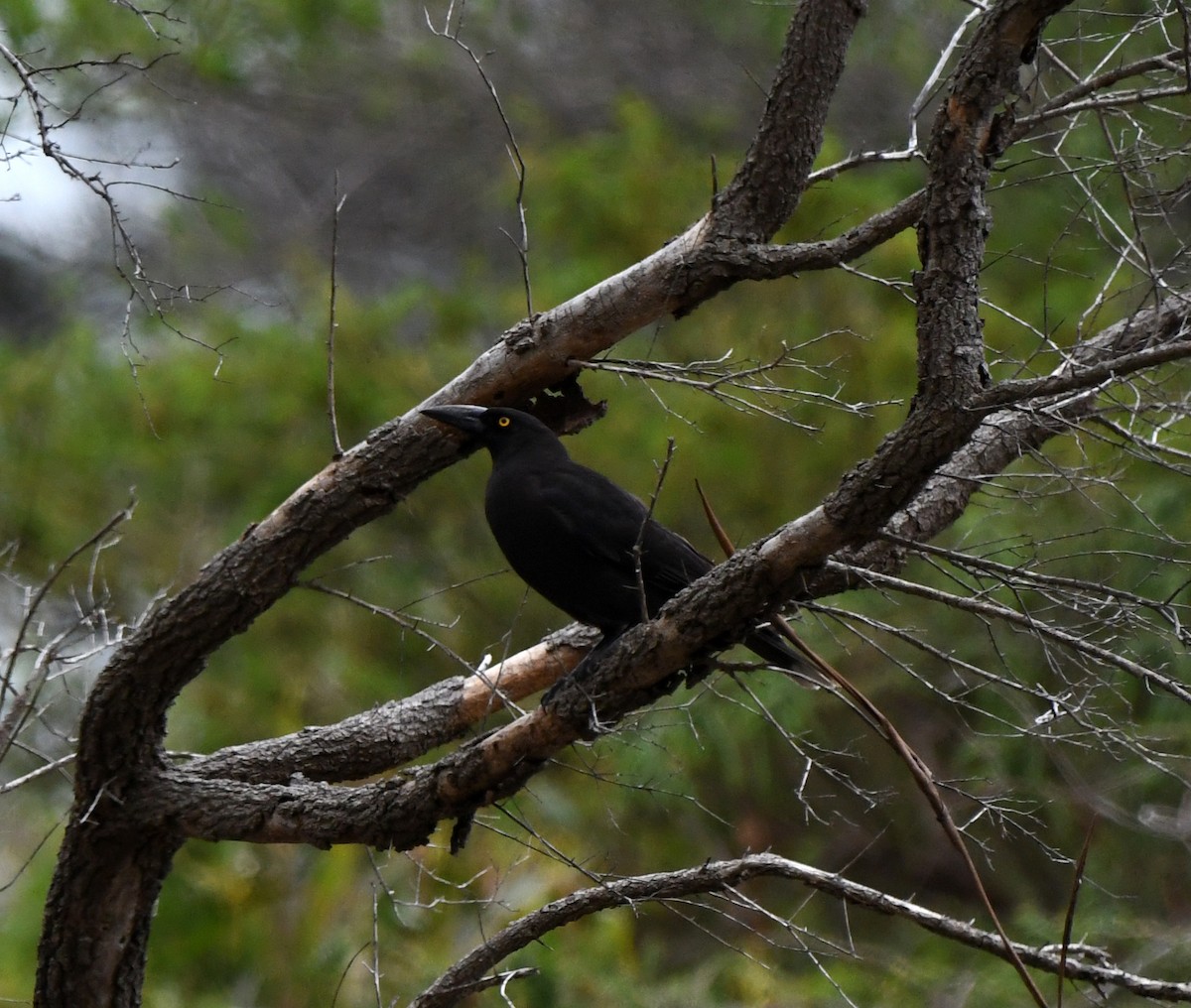 Black Currawong - ML638022447
