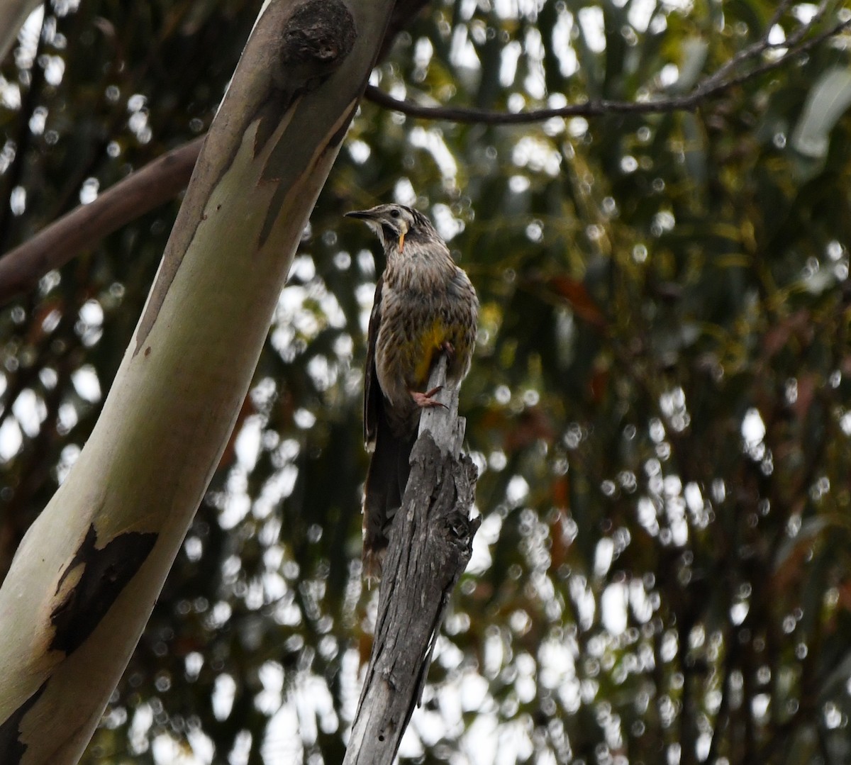 Yellow Wattlebird - ML638022469