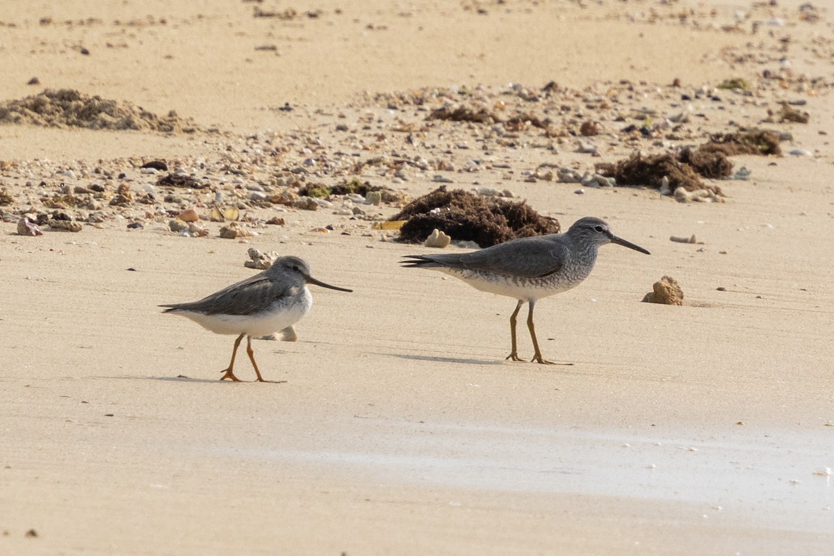 Terek Sandpiper - ML638022554