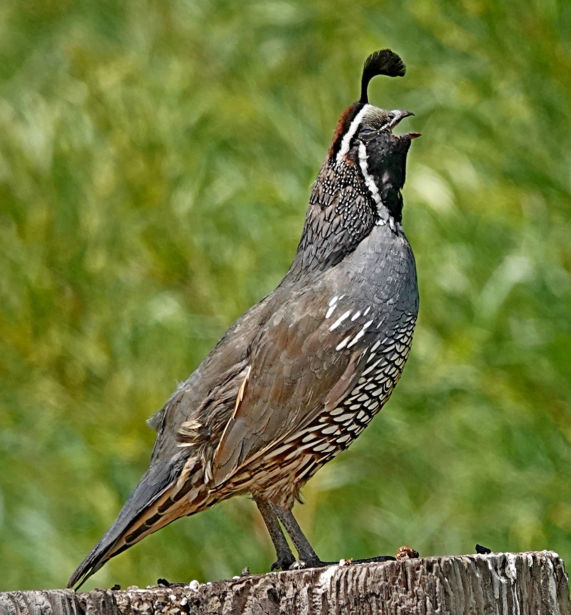 California Quail - ML638022564