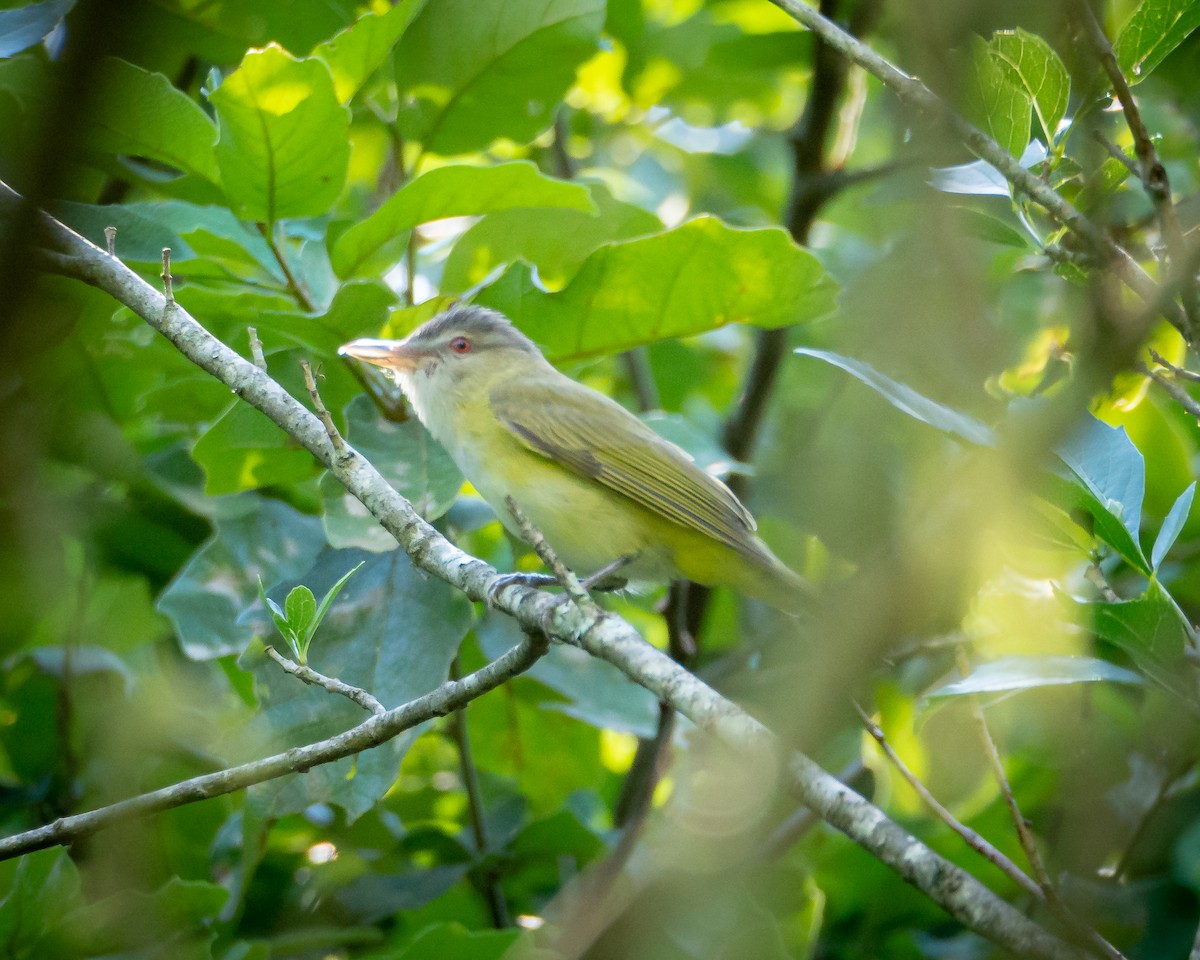 Sarı Böğürlü Vireo - ML638022566