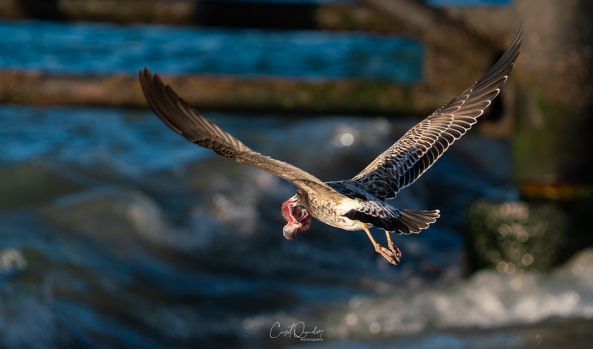 Belcher's Gull - ML638022567