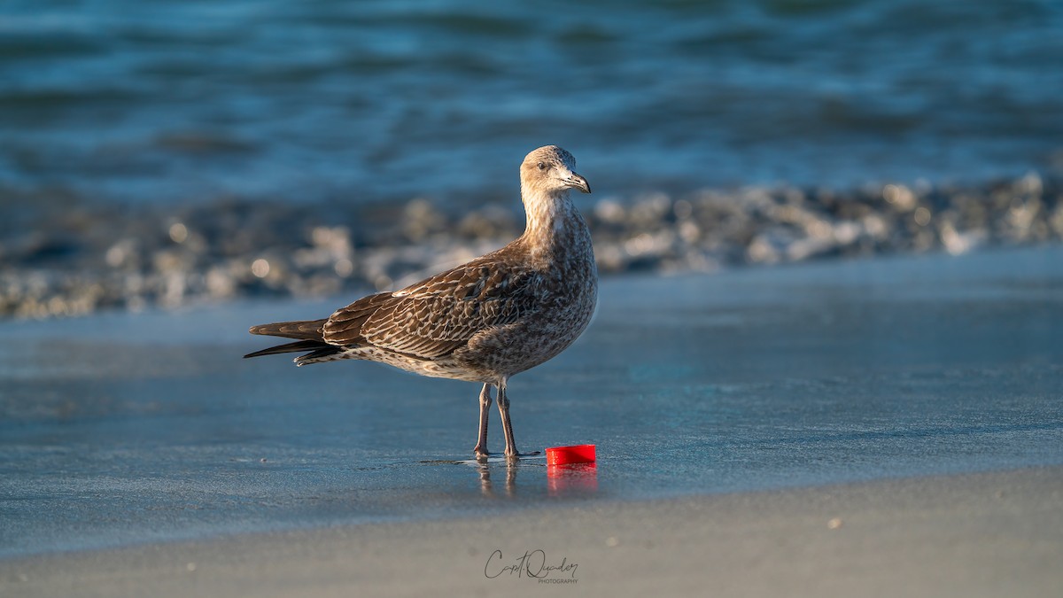 Belcher's Gull - ML638022568