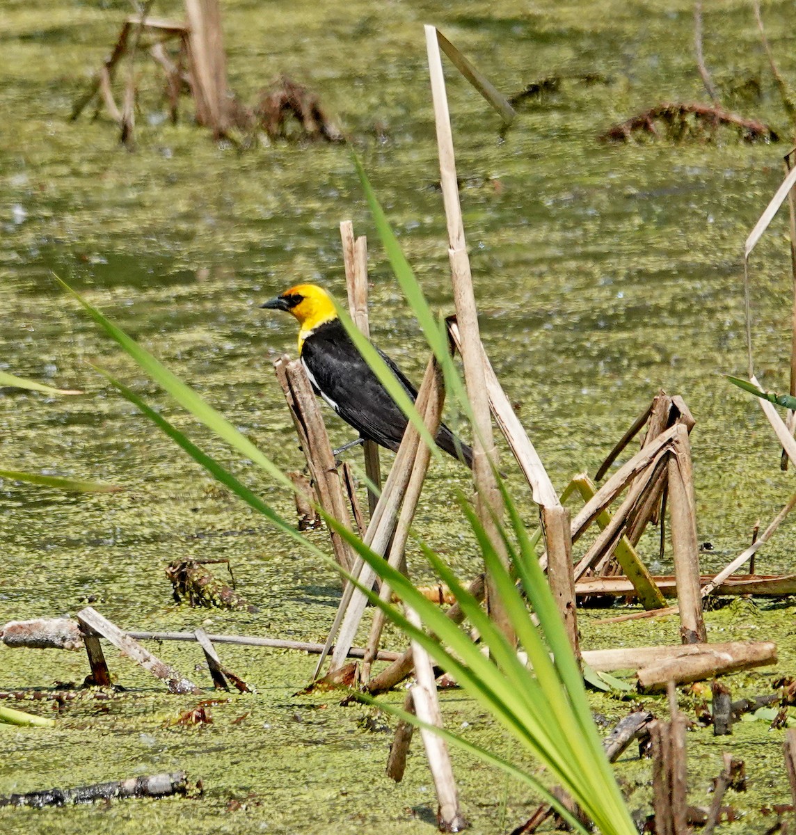 Yellow-headed Blackbird - ML638022587