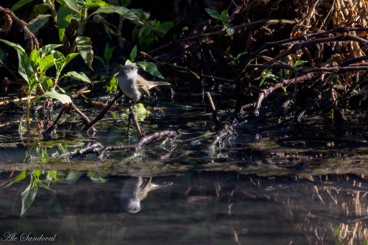 Sooty Tyrannulet - ML638022595