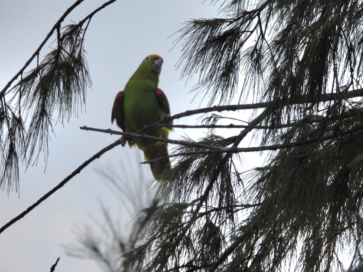 Yellow-crowned Amazon - ML638022624