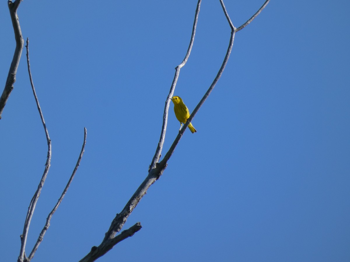 Yellow Warbler - ML638022638