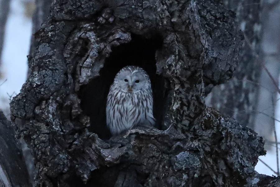 Ural Owl - ML638022643