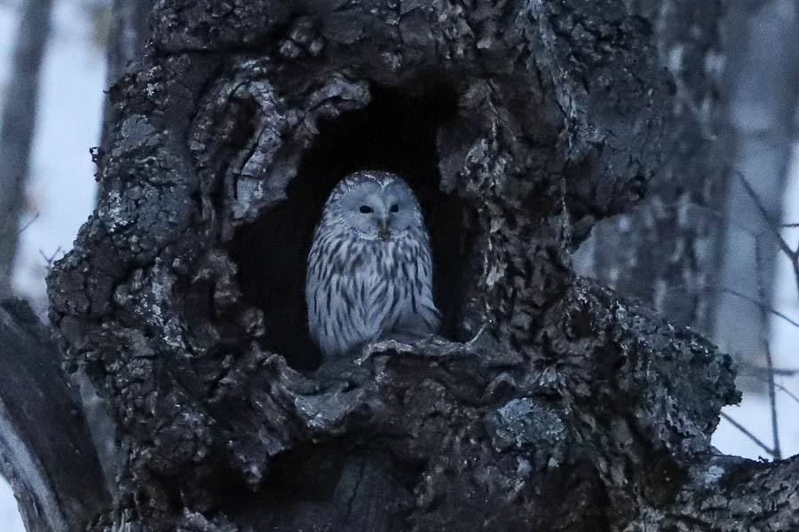Ural Owl - ML638022644